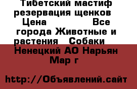 Тибетский мастиф резервация щенков › Цена ­ 100 000 - Все города Животные и растения » Собаки   . Ненецкий АО,Нарьян-Мар г.